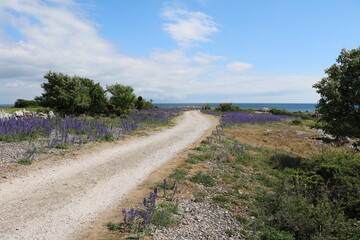 Holmhällars raukfält at Gotland island, Sweden