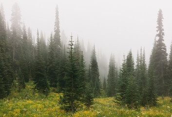 Dense fog and lush alpine meadow