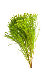 green branch for decoration isolated