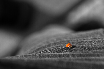 Ladybug on Denim