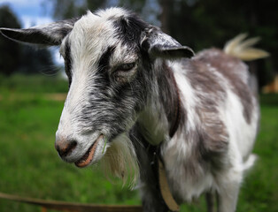 portrait of a gray and white goat close up on a background of green grass in summer