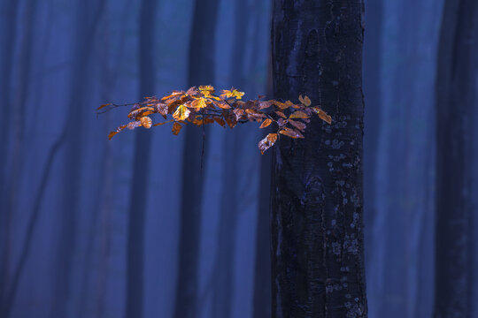 Yellow Branch On A Blue Forest Background.