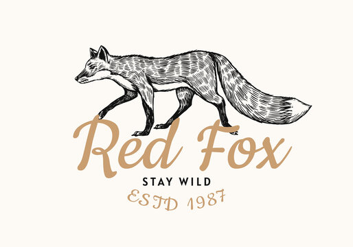 Red fox badge. Forest ginger wild animal label or logo. Vector Engraved hand drawn Vintage old sketch for stamp, t-shirt or typography.
