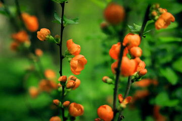 red orange flowers on a branch close up on a background of green leaves