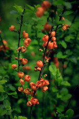 red orange flowers on a branch close up on a background of green leaves