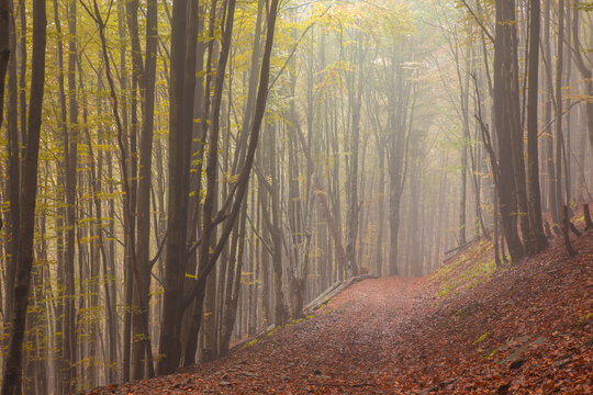 Mysterious light autumn forest.