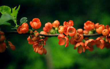 red orange flowers on a branch close up on a background of green leaves