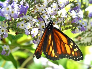 monarch butterfly on flower