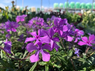 Fototapeta premium violet flowers in the garden