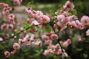 beautiful pink flowers on branches close up on a background of green leaves in spring