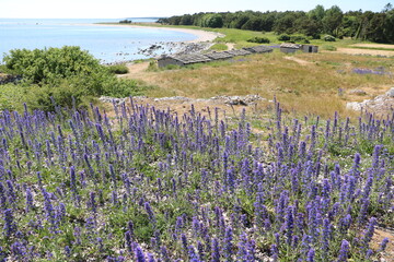 Holmhällars raukfält at Gotland island, Sweden