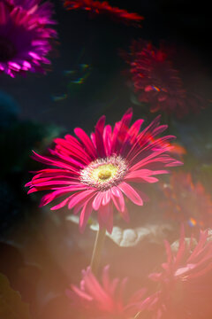 Pink gerbera daisy