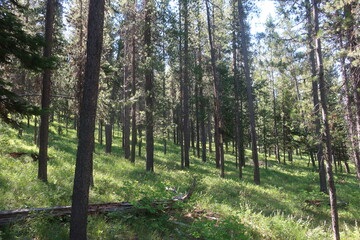 Green grass and a thick forest