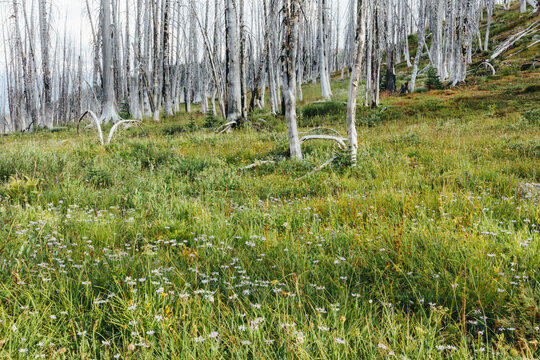 Recovering subalpine forest and wildflower meadow in summer, wildfire damaged trees in distance