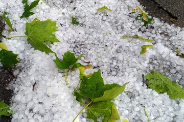 Large chunks of hail on dark asphalt and downed green maple leaves, a weather anomaly on a hot summer day.