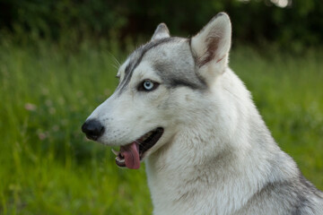 Naklejka na ściany i meble A funny dog. Siberian husky in a poppy field. Portrait of a blue-eyed dog