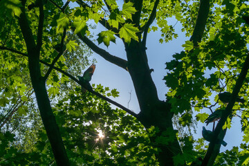 Doves in the crown of green foliage. Sunny summer day.