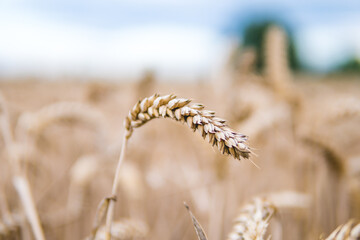 Detail of a crop field, in the summer