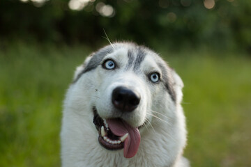 A funny dog. Siberian husky in a poppy field. Portrait of a blue-eyed dog