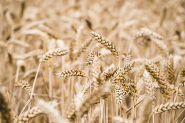 Detail of a crop field, in the summer