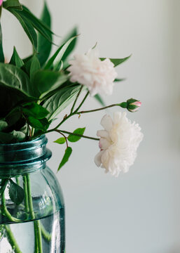 Close up of pale pink ""Blush Noisette"" roses in blossom in blue glass jar