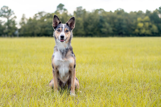 Koolie Australian working herding dog or German Coolie. Australia original working herding dog. sitting in a big open field
