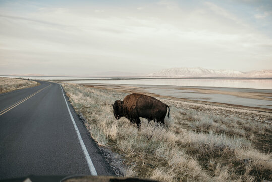 A bison by the road in antelope island