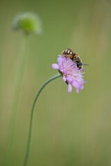 bee on a flower