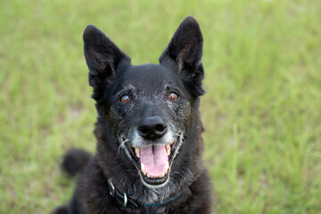 Senior black shepherd mix sitting in a grassy field 