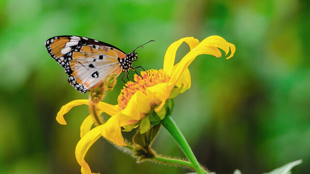 Junonia Atlites.