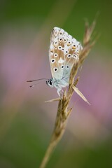 Fototapeta premium Butterfly on a flower detail on the background.