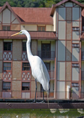 white heron on the balcony