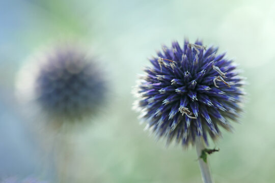 Echinops thistles