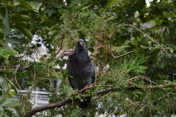 aves del mundo 