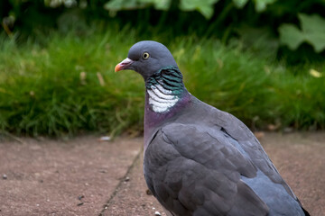Common wood pigeon photographed in Germany, in Europe. Picture made in 2019.