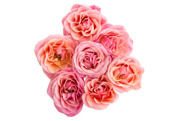 pink roses isolated