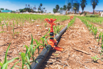 Corn field in spring with irrigation system for water supply.