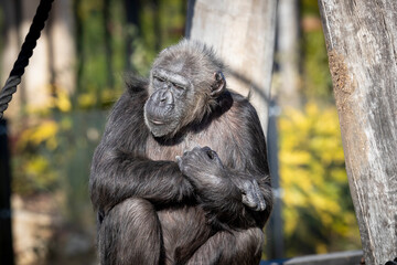 A Chimpanzee resting in the sunshine while looking into the distance