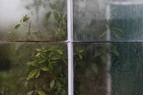 Plants within a greenhouse