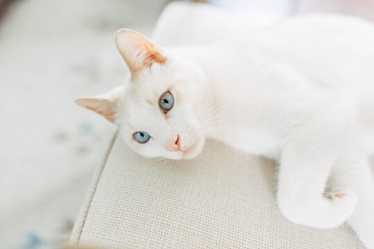 White cat on a white chair