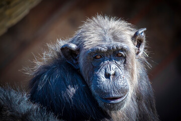 An old Chimpanzee resting in the sunshine while looking into the distance