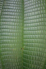 A green leaf with many nerves dividing the leaf symmetrically in squares
