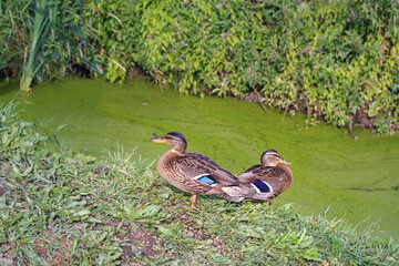 A family of ducks resting on green grass near a small river covered with duckweed