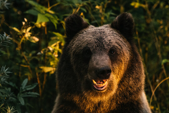 Close up of a Wild brown bear looking at camera
