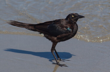 black winged blackbird on beach