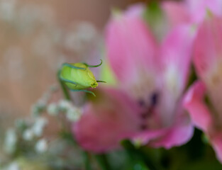 Close-up view of a bouquet of fresh varied flowers with multi-colored roses, buds, ferns, lisianthus