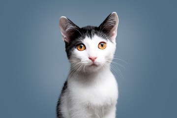 Portrait of cute bicolor short hair kitten of two months old. Selective soft focus. black and white cat