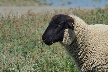 Moutons en bord de mer