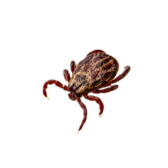 Lyme Disease Infected Tick Insect Isolated on White. Encephalitis Virus or Lyme Borreliosis Disease Infectious Dermacentor Tick Arachnid Parasite Close-up.