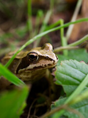 frog on the grass